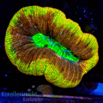 Trachyphyllia geoffroyi - Ultra Grade Yellow/Orange Multi...