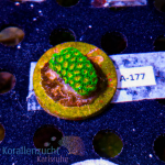 Leptastrea spec. - K&sup2; John Deer - S - cultured -...