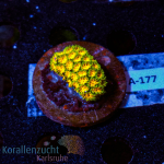 Leptastrea spec. - K&sup2; John Deer - S - cultured -...