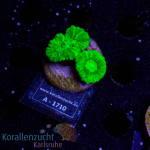 Caulastrea spec. - K&sup2; Toxic Green - S -...