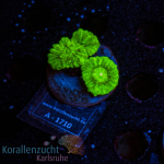 Caulastrea spec. - K&sup2; Toxic Green - S -...