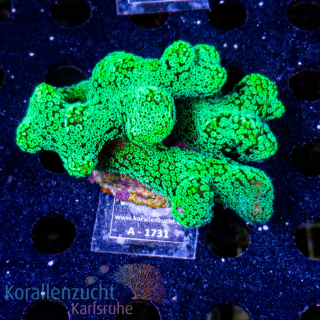 Stylophora spec. - K&sup2; Fiji Green - L - cultured  - WYSIWYG 205