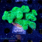 Stylophora spec. - K&sup2; Fiji Green - L - cultured  - WYSIWYG 205