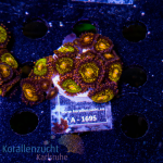 Zoanthus spec. - K&sup2; Multi Purple - M - cultured  -...