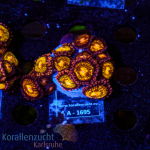 Zoanthus spec. - K&sup2; Multi Purple - M - cultured  -...