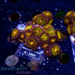 Zoanthus spec. - K&sup2; Multi Purple - M - cultured  -...