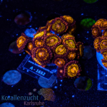 Zoanthus spec. - K&sup2; Multi Purple - M - cultured  -...