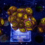 Zoanthus spec. - K&sup2; Multi Purple - M - cultured  -...