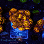 Zoanthus spec. - K&sup2; Multi Purple - M - cultured  -...