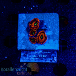 Zoanthus spec. - K&sup2; Cat Eye - S - cultured  -...