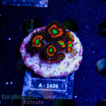 Zoanthus spec. - K&sup2; Lord of the Ring - S - cultured...
