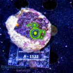 Zoanthus spec. - K&sup2; Blue Berry Pie - S - cultured  -...
