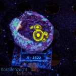 Zoanthus spec. - K&sup2; Blue Berry Pie - S - cultured  -...