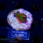 Zoanthus spec. - K&sup2; Fruit Loops - S - cultured  -...