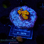 Zoanthus spec. - K&sup2; Fruit Loops - S - cultured  -...