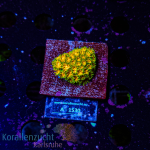 Leptastrea spec. - K&sup2; Orange/Green - S - cultured...