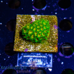 Leptastrea spec. - K&sup2; Orange/Green - S - cultured...