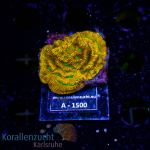 Leptastrea spec. - K&sup2; Jack o Lantern - M - cultured...