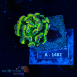 Euphyllia paraancora -  K&sup2; Original Hologram - 2 Heads - cultured - WYSIWYG 236