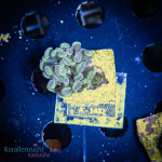 Euphyllia paraancora -  K&sup2; Original Hologram - 2 Heads - cultured - WYSIWYG 236