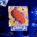 Cyphastrea spec. - K&sup2; Orange Solid - M - cultured...