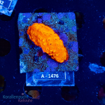 Cyphastrea spec. - K&sup2; Orange Solid - M - cultured...