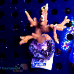 Montipora spec. - K&sup2; Bubble Gum - L - cultured -...