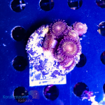 Zoanthus spec. - WYSIWYG 243