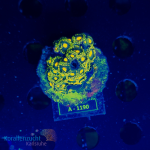 Zoanthus spec. - K&sup2; Green &amp; Yellow - WYSIWYG 244