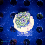 Zoanthus spec. - K&sup2; Green &amp; Yellow - WYSIWYG 244