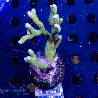 Montipora spec. - K&sup2; Green - WYSIWYG 246