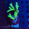 Montipora spec. - K&sup2; Green - WYSIWYG 246