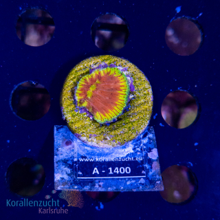Fungia spec. - K&sup2; Vulcano - SM - Nachzucht - WYSIWYG 247