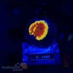 Fungia spec. - K&sup2; Vulcano - SM - Nachzucht - WYSIWYG 247
