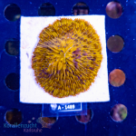 Fungia spec. - Orange - Sprankled  - WYSIWYG 248