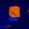 Cyphastrea spec. - K&sup2; Orange Solid - M - cultured Anf&auml;nger  - WYSIWYG 249