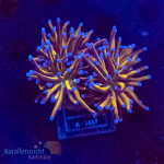 Euphyllia glabrescens - Golden Torch  - WYSIWYG 250