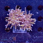 Euphyllia glabrescens - Golden Torch  - WYSIWYG 250