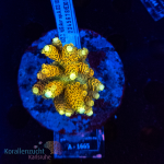 Acropora spec. -   - WYSIWYG 251