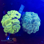 Plerogyra sinuosa - Double Green  - WYSIWYG 252