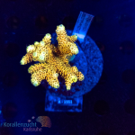 Acropora spec. - WYSIWYG 254