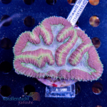 Lobophyllia spec. - Multicolor - WYSIWYG 255