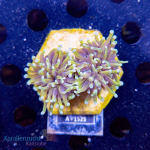 Euphyllia glabrescens - K&sup2; Hellfire - WYSIWYG 256