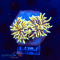 Euphyllia glabrescens - K&sup2; Hellfire - WYSIWYG 256