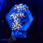 Euphyllia glabrescens - K&sup2; Golden Torch  - WYSIWYG 257