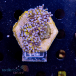 Euphyllia glabrescens - K&sup2; Golden Torch  - WYSIWYG 257