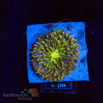 Fungia spec. - Rainbow - DNZ - WYSIWYG 258