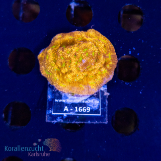 Leptastrea spec. - K&sup2; Jack o Lantern DNZ - WYSIWYG 259