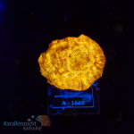 Leptastrea spec. - K&sup2; Jack o Lantern DNZ - WYSIWYG 259