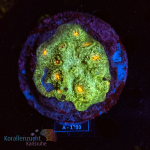 Echinophyllia spec.  - Green / Yellow-red Eyes L -...